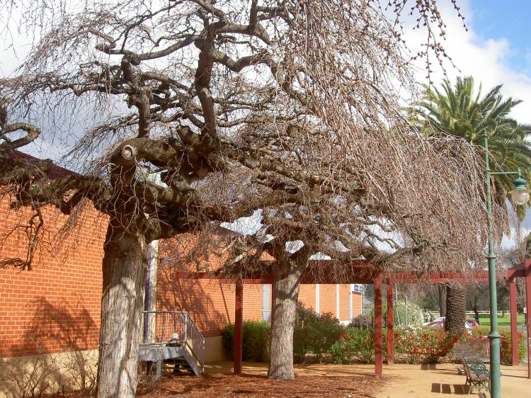 Old High School, now the IGA store