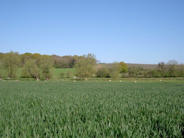 Looking across a  wheat field on the old Wantsum sea bed, toward the mainland coast