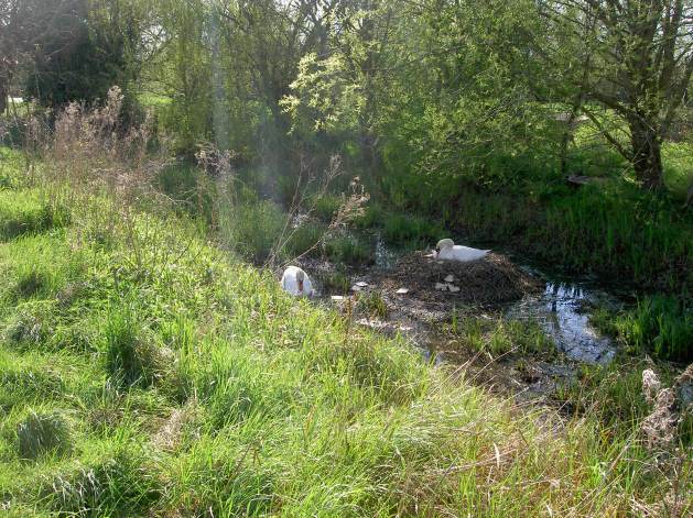 Swans nesting on a Wantsum channel
