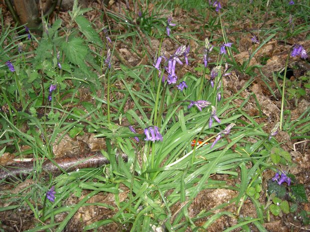 Wild Woodland Bluebells