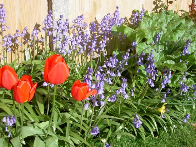 Spanish Bluebells invading an English garden