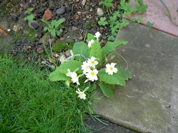 Primroses