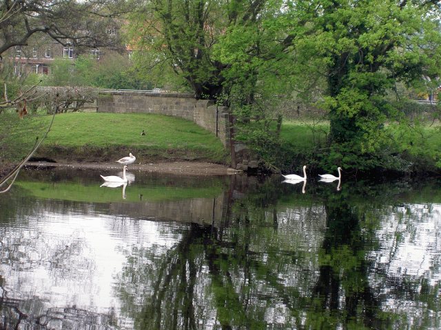 Swans on River Wharfe