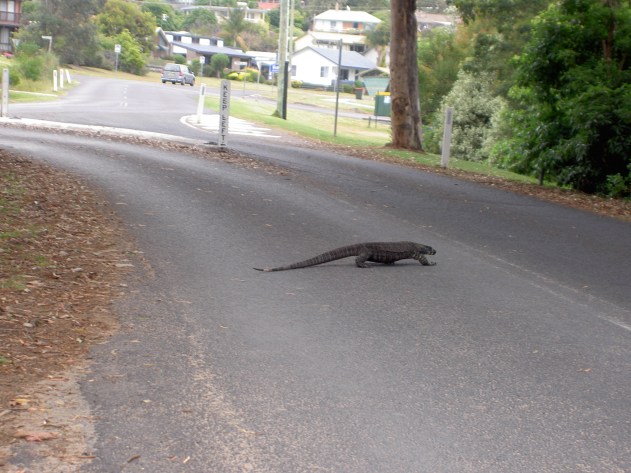 Goanna at Pambula River